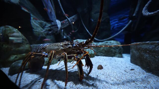 Underwater view in Spain shows a spiny lobster walking on sand, antennae extended, ropes and beams suggest a wreck, fish circle, cool blue indoor lighting.