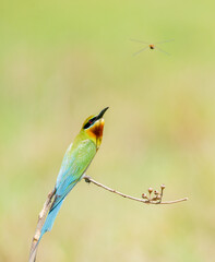 Blue Tailed Bee Eaters Interaction