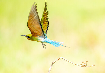 Obraz premium Blue Tailed Bee Eaters Interaction