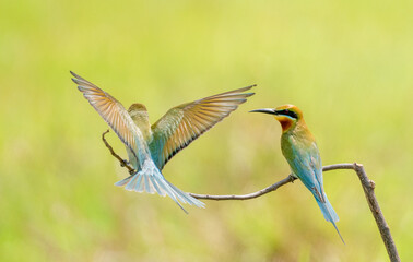 Obraz premium Blue Tailed Bee Eaters Interaction