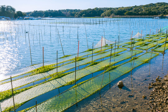 【三重県】伊勢志摩のあおさ海苔の養殖風景