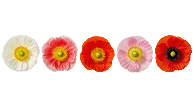 five distinct, vibrant poppy flowers (white, pink, orange, red) arranged horizontally, ultra-realistic flat lay against a transparent studio background. concept of floral diversity and beauty