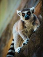 Obraz premium Ring-tailed lemur looking at camera close-up on a rock