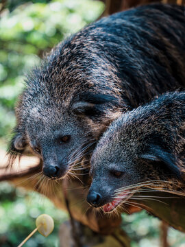 Two binturongs or bearcats looking for food close-up portrait