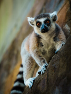 Ring-tailed lemur looking at camera close-up on a rock