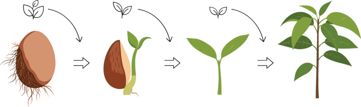 Mango Tree Growth Stages from Seed Germination to Young Plant Development Tropical Fruit Agriculture Lifecycle Vector Illustration