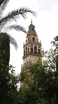 Spain, Mezquita Catedral bell tower rises above orange trees and palm fronds, visible bells and ornate stonework, soft overcast light, slight upward pan