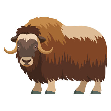 Flat vector illustration musk ox isolated on white background suitable for arctic wildlife mammal themed artwork