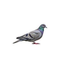 Obraz premium A single pigeon bird isolated on a white background 1.