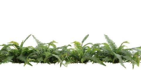 Green fern leaves border isolated on transparent background 3d rendering png © Natural Form Studio