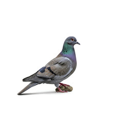 Obraz premium A single pigeon bird standing on a white background 1.