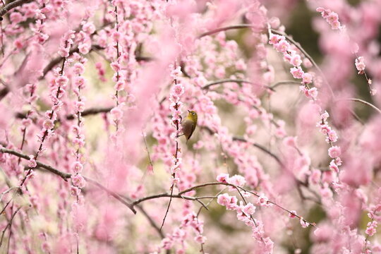 Japanese white-eye perched on plum blossoms in early spring