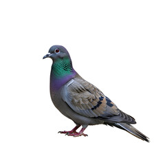 Obraz premium A single pigeon bird standing on a white background.