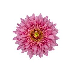 A single pink chrysanthemum flower isolated on a white background 1.