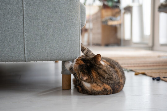 Cat rubbing muzzle against sofa corner, lying on floor, spraying scent from special glands with hormones, pheromones to mark territory boundary. Pet behavior. Instincts of domestic animals at home.