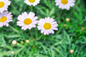 daisy or purple Bellis perennis or purple daisy flower or Japan daisy or Bellis perennis or Gold Carpet or Gloden Fleece or Asteraceae or purple flower © jobrestful