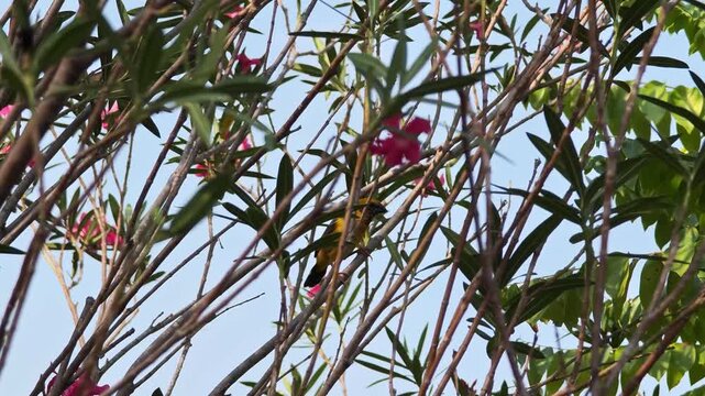 A weaver bird's nest on an oleander bush in the garden.