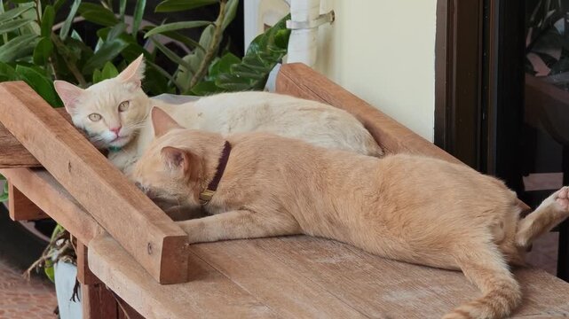 The cat is on the wooden table.