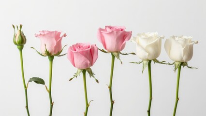 Fototapeta premium Gradient of Blooming Pink and White Roses on a Clean White Background