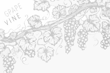 Naklejka premium Elegant grayscale illustration of a grape vine with detailed leaves and bunches