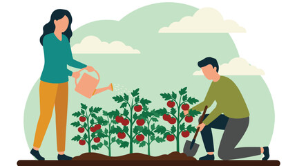 Couple gardening, watering and cultivating fresh tomato plants in a garden © StockStudio