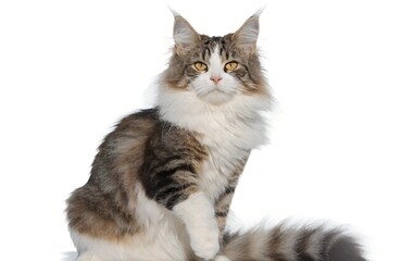 Obraz premium Cute Calico Kitten Sitting and Raising Paw Indoors Isolated — calico cat, cute kitten, sitting cat, raised paw, indoor pet