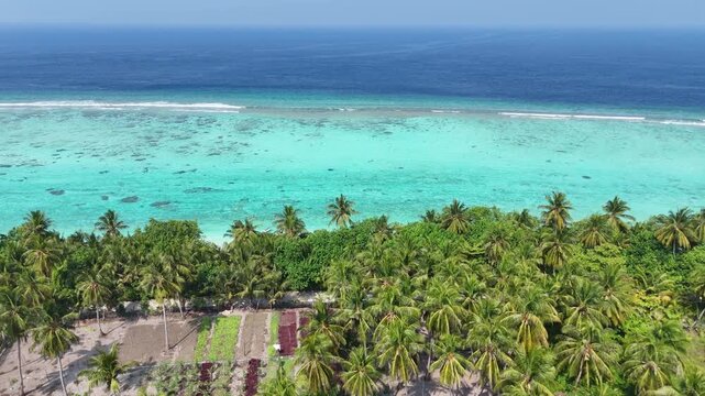 Cinematic flyover of Thoddoo beach revealing the stunning natural layers of a tropical atoll, from a pristine shore to the edge of the deep ocean.