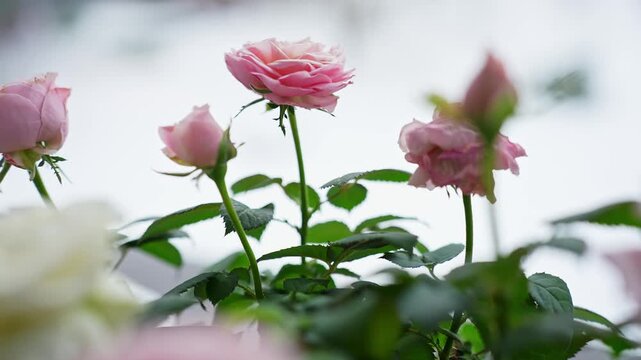 Soft-focus pink rose blooms and buds with green leaves against a bright snowy window background. Minimal floral scene with clean copy space for romantic or calming visuals.