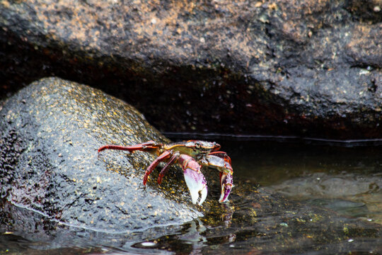 Crab standing on a rock on Quintay beach, Valparaiso, Chile