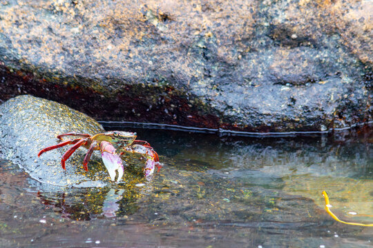 Crab standing on a rock on Quintay beach, Valparaiso, Chile
