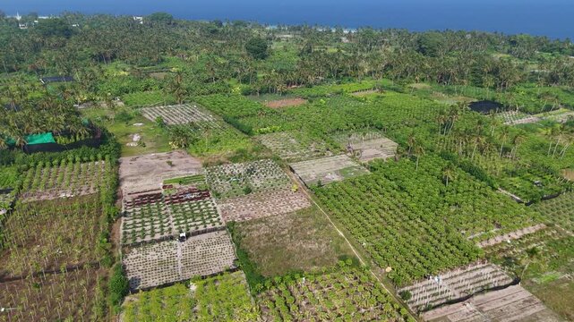 Top-down perspective of the fertile agricultural lands on Thoddoo, where tropical fruits and vegetables are grown in distinct geometric patterns.