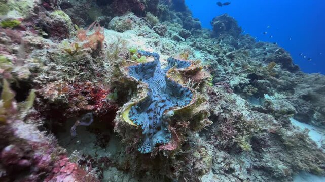 Underwater shot of Fluted Giant Clam (Tridacna squamosa) near Mnemba Island in Zanzibar, Tanzania.