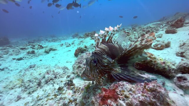 Common lionfish also known as devil firefish (Pterois miles) near Mnemba Island. Zanzibar, Tanzania.