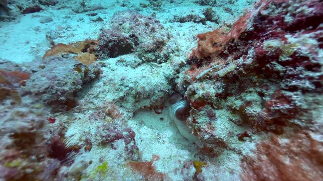Underwater footage of exceptionally camouflaged Octopus hiding under the rocks near Mnemba Island, Zanzibar, Tanzania.
