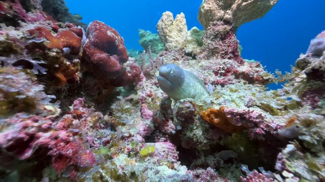 Close up of Greyface moray eel (Gymnothorax thyrsoideus) near Mnemba Island in Zanzibar, Tanzania.