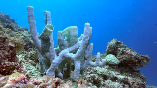 Blue tube sponges near Mnemba Island, Zanzibar, Tanzania.