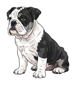 Vector of a sturdy bulldog sitting and looking off to the side