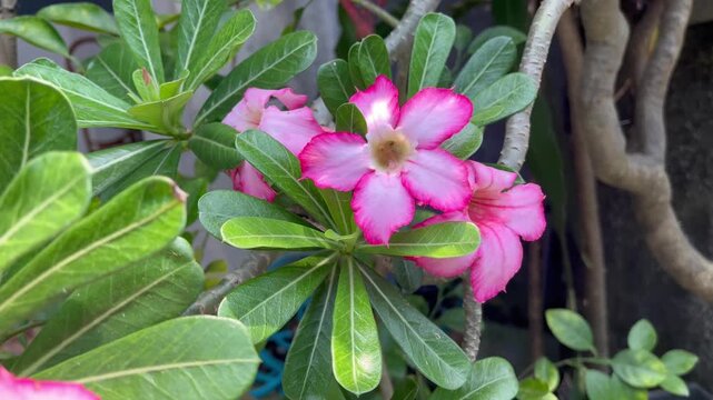 pink and yellow flowers