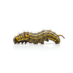 Fototapeta premium Detailed Macro Shot of a Colorful Caterpillar on a White Background 6.