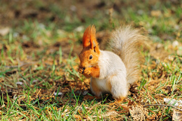 Fototapeta premium Small fluffy squirrel enjoying food sitting in warm sunlight on forest ground. Animal with red ears and gray body in molting period at spring Concept of wildlife feeding activity, harmony with nature.