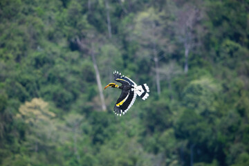 Great Hornbill flying freely on the forest floor in the national park. © chamnan phanthong