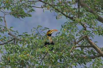 The hornbill is happily eating fruit. © chamnan phanthong