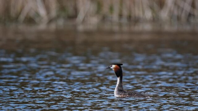 Great crested grebe moves through clear water in the afternoon sun, showing its distinctive neck and head while searching for food.