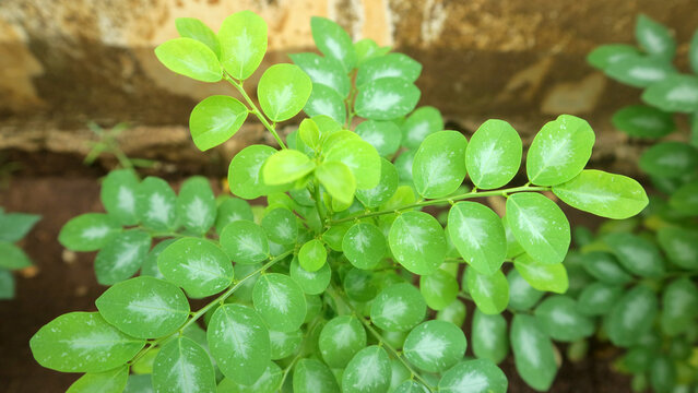 Close up of fresh green katuk leaves on small plant, soft natural light, garden background with shallow depth of field.