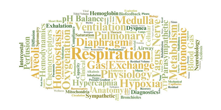 Human Respiration Word Cloud. A collection of physiological terms focused on gas exchange, pulmonary mechanics, autonomic control, and metabolic homeostasis for health professionals.