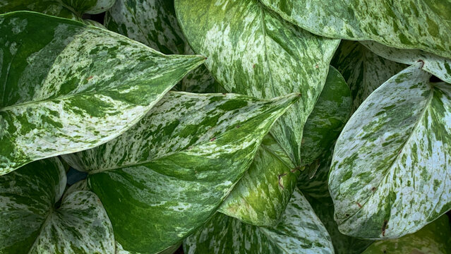 Close-up of variegated pothos leaves with green and white marbling, highlighting natural texture, pattern, and fresh indoor plant aesthetics. Serene, organic composition ideal for botanical, nature.