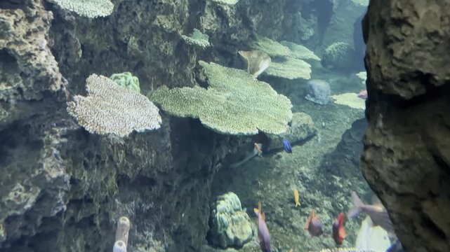 水族館の水中の様子