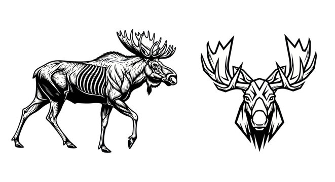 Black and white vector illustration of a moose and moose head