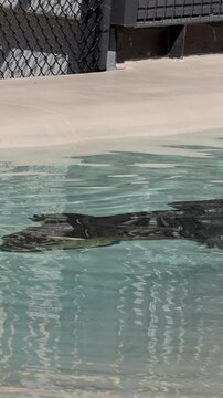 Saltwater Crocodile Swimming Underwater in a Zoo Enclosure Pool