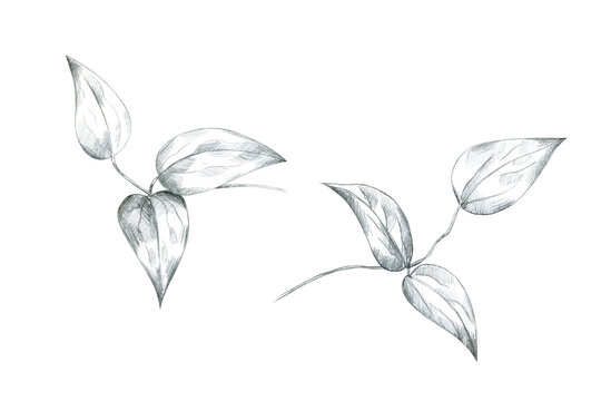 Set branch leaves pencil sketch. Hand drawn botanical illustrations. Great for tattoo, invitations, greeting cards.